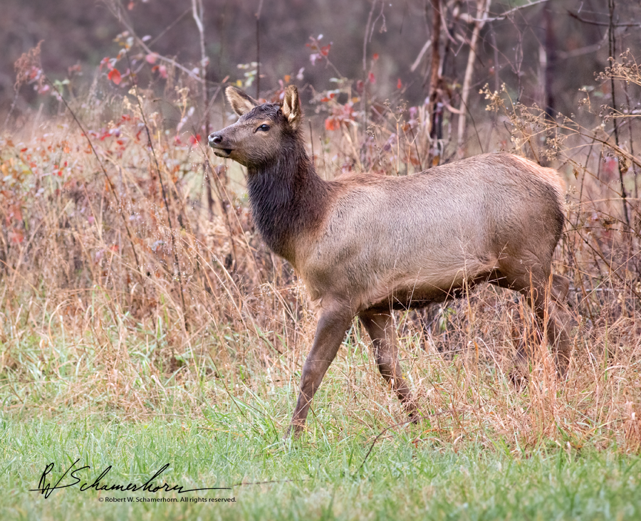 Wildlife Photography Gallery Image