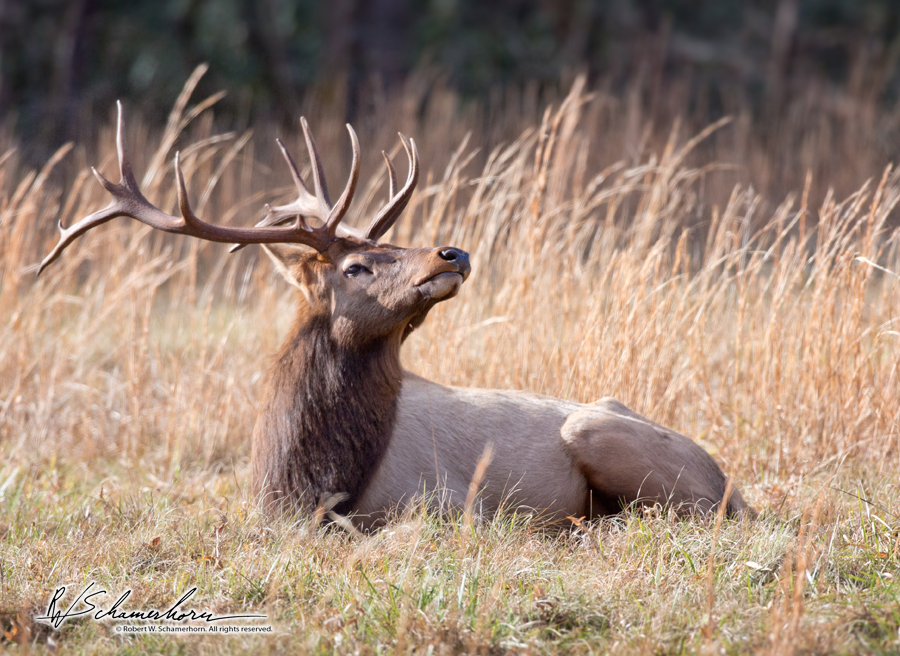 Wildlife Photography Gallery Image