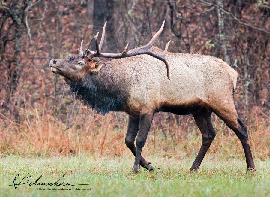 Wildlife Photography Gallery Image