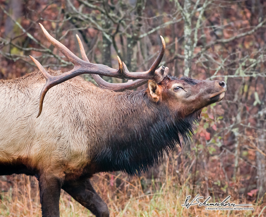 Wildlife Photography Gallery Image