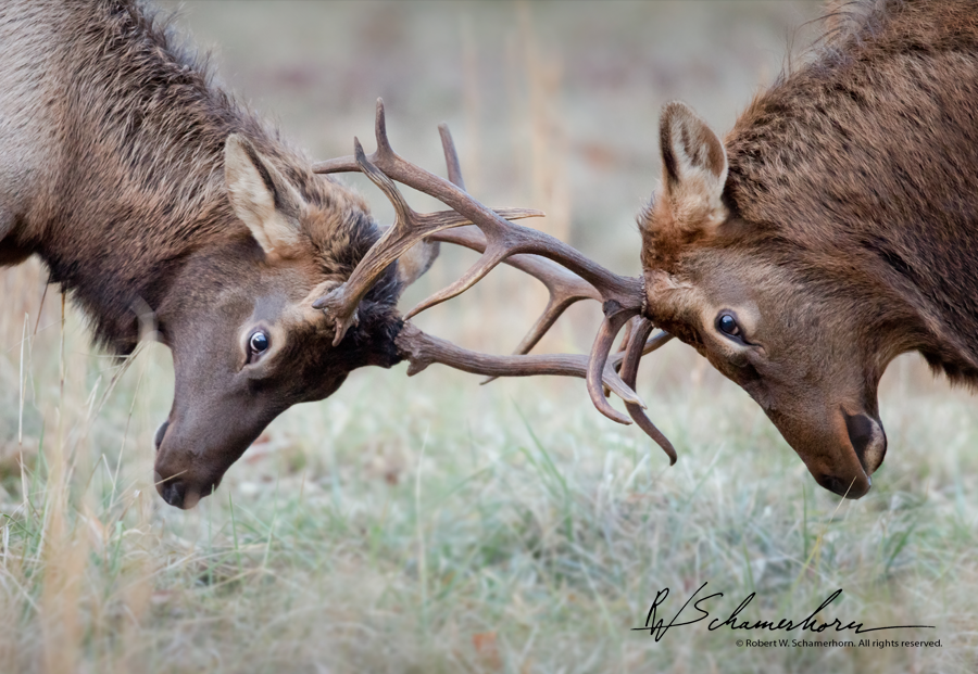 Wildlife Photography Gallery Image