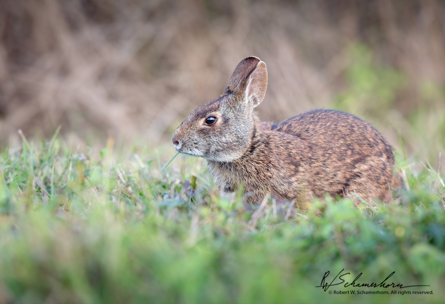 Wildlife Photography Gallery Image