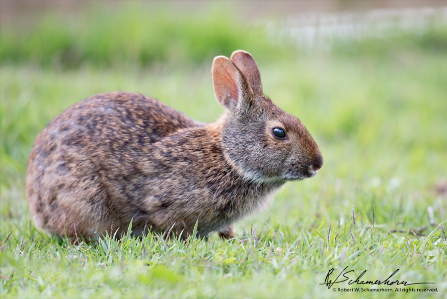 Wildlife Photography Gallery Image