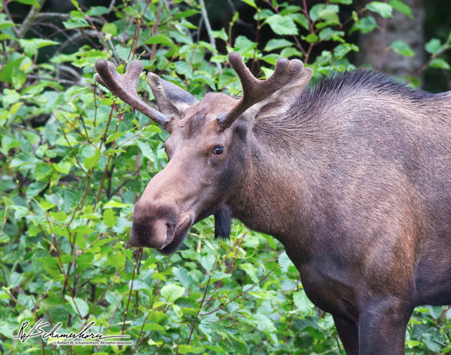 Wildlife Photography Gallery Image