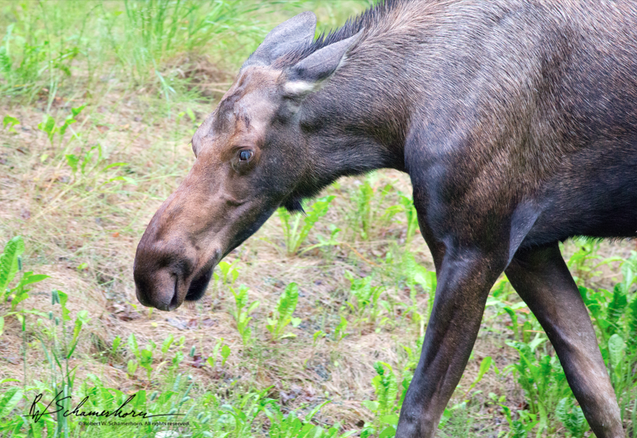 Wildlife Photography Gallery Image