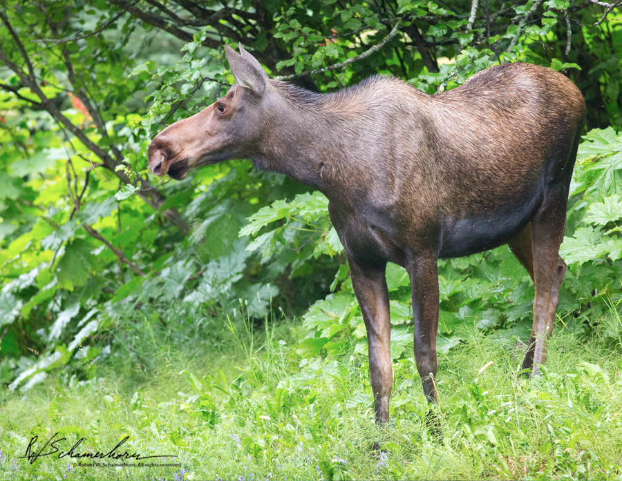 Wildlife Photography Gallery Image