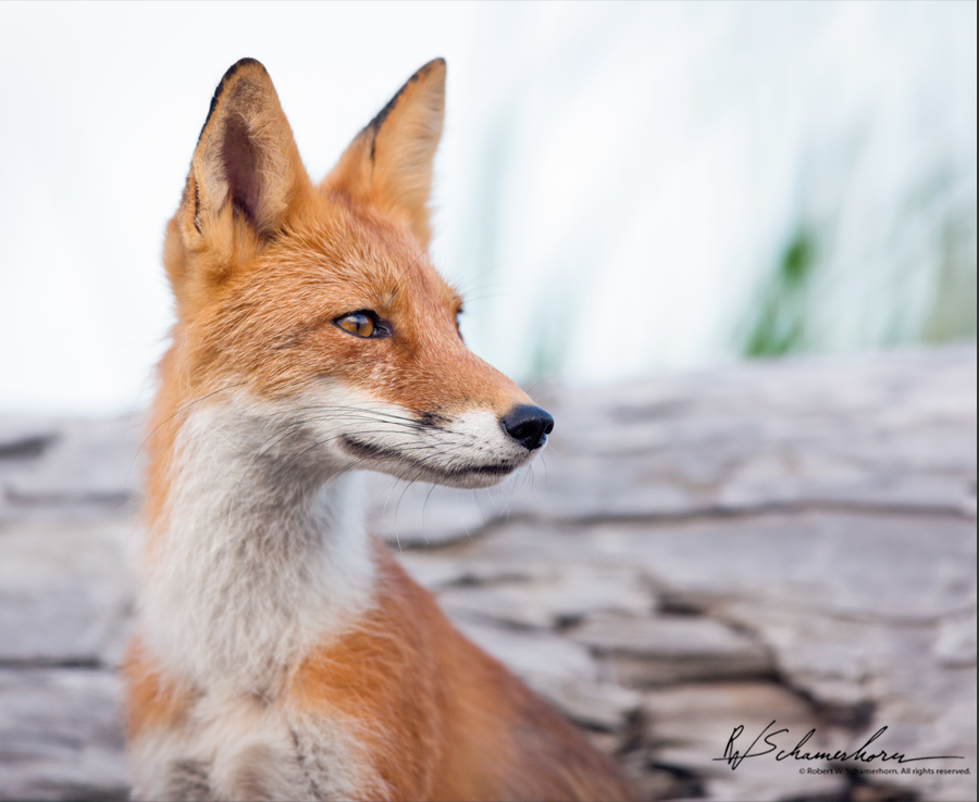 Wildlife Photography Gallery Image