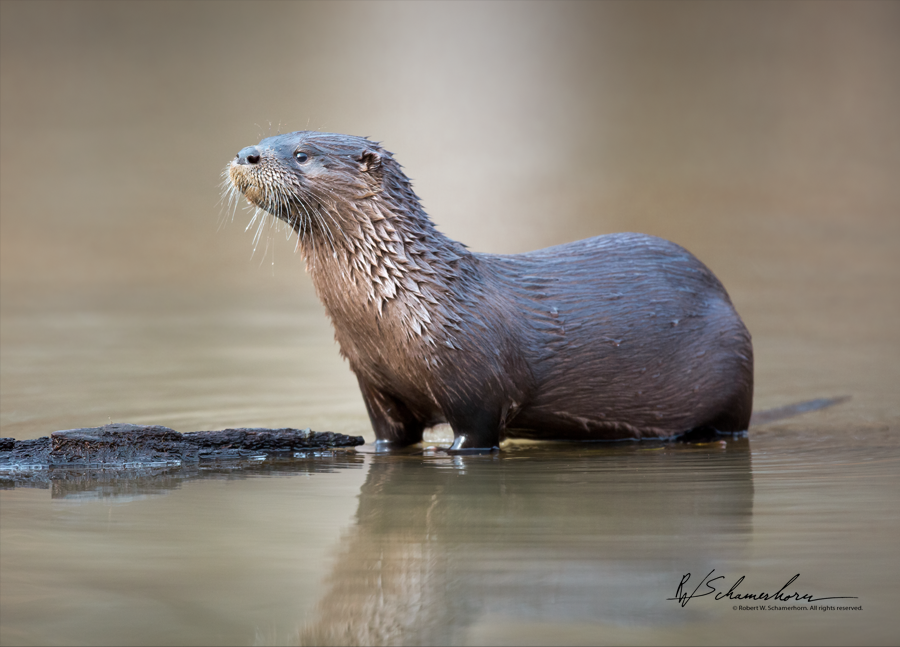 Wildlife Photography Gallery Image