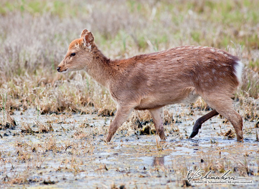 Wildlife Photography Gallery Image