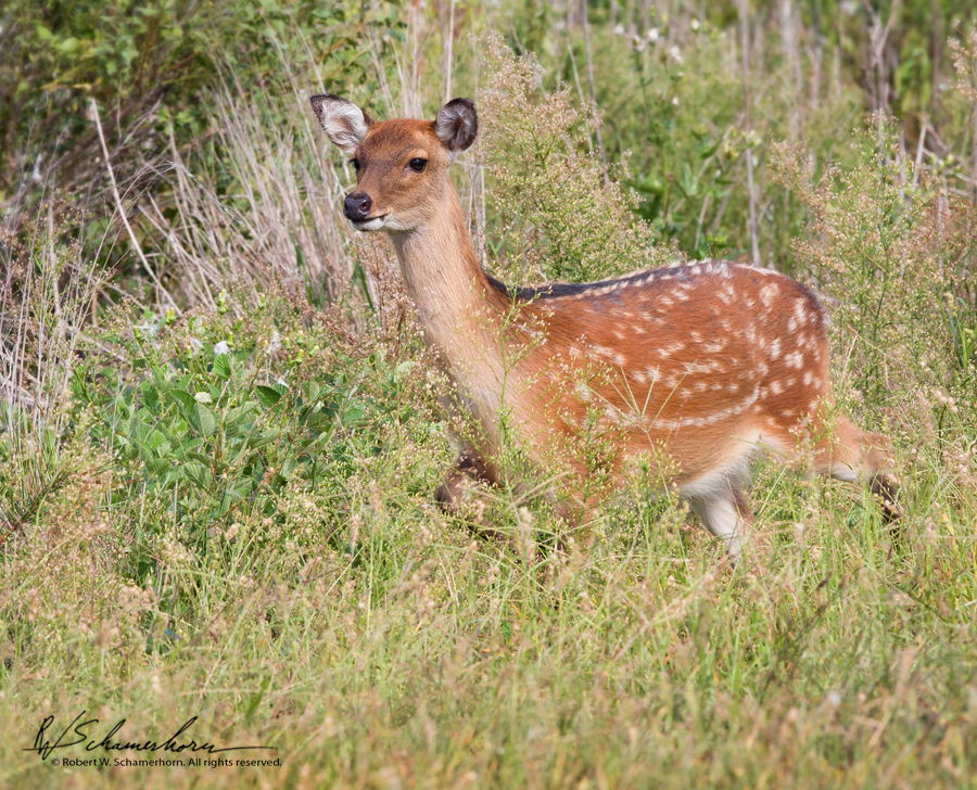 Wildlife Photography Gallery Image