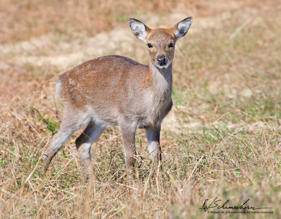 Wildlife Photography Gallery Image