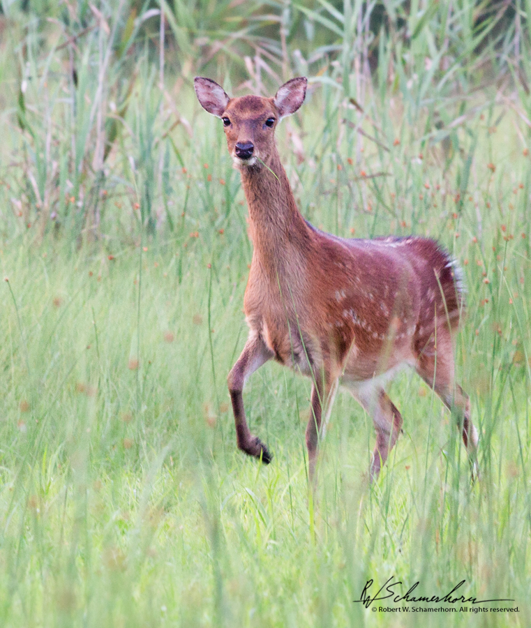 Wildlife Photography Gallery Image