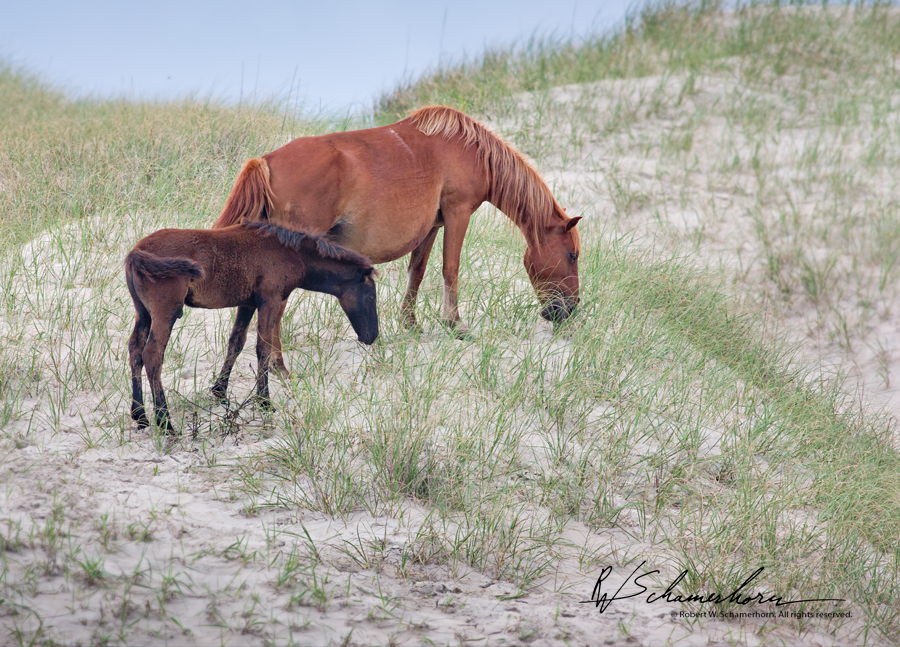 Wildlife Photography Gallery Image