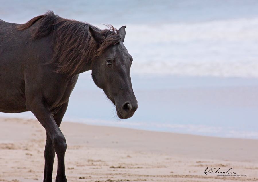 Wildlife Photography Gallery Image