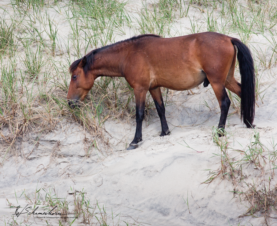 Wildlife Photography Gallery Image