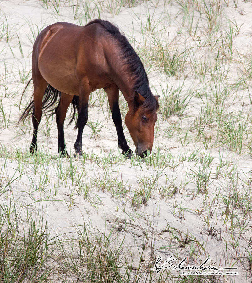 Wildlife Photography Gallery Image