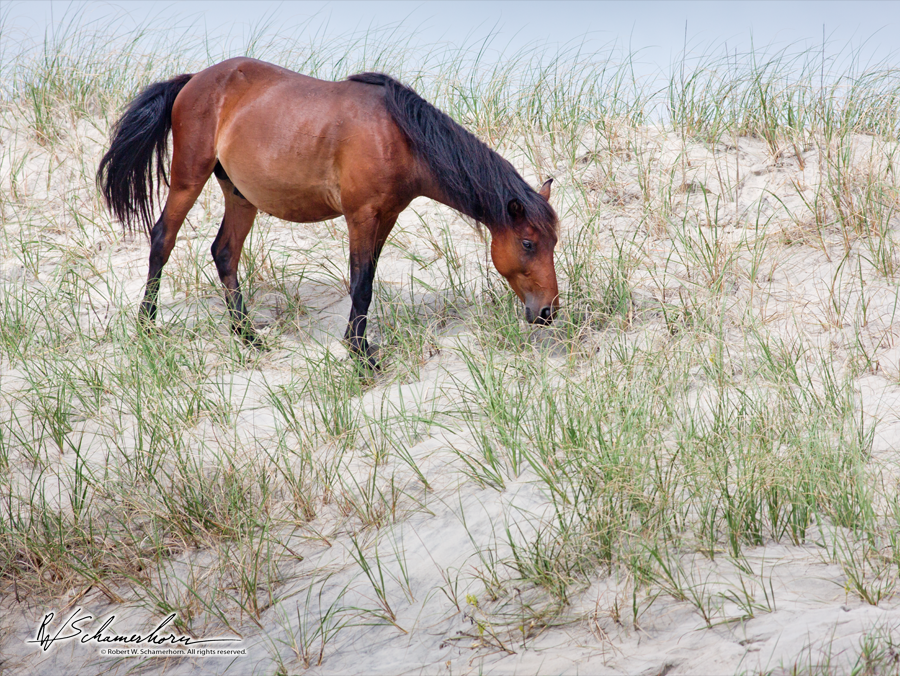 Wildlife Photography Gallery Image