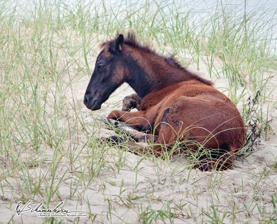 Wildlife Photography Gallery Image