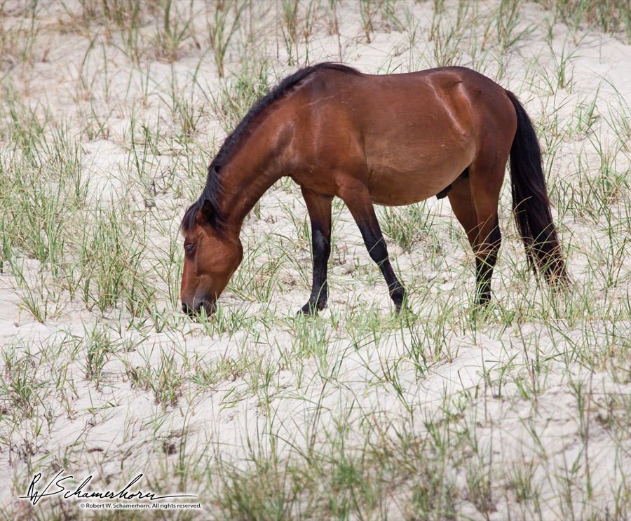 Wildlife Photography Gallery Image