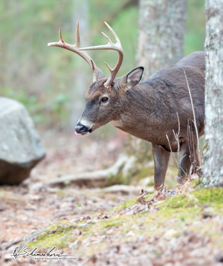 Wildlife Photography Gallery Image