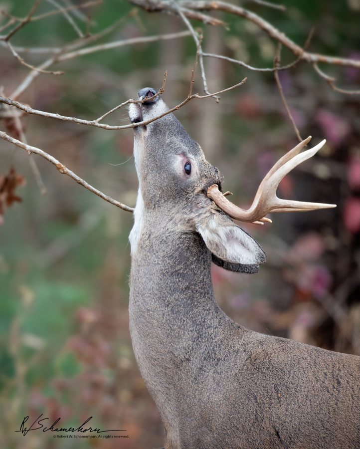 Wildlife Photography Gallery Image