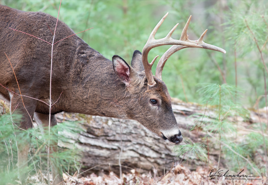 Wildlife Photography Gallery Image