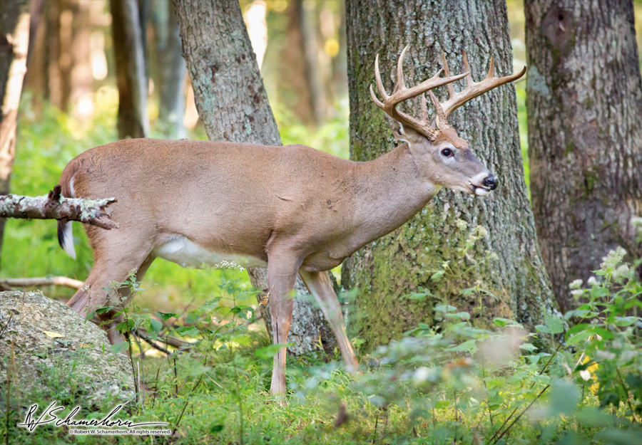 Wildlife Photography Gallery Image