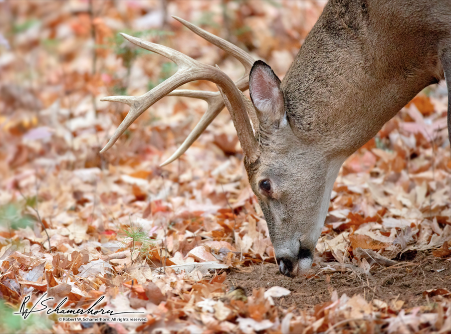 Wildlife Photography Gallery Image