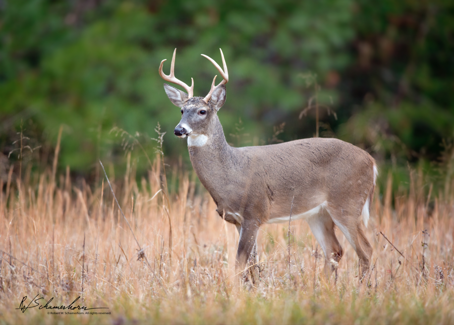 Wildlife Photography Gallery Image