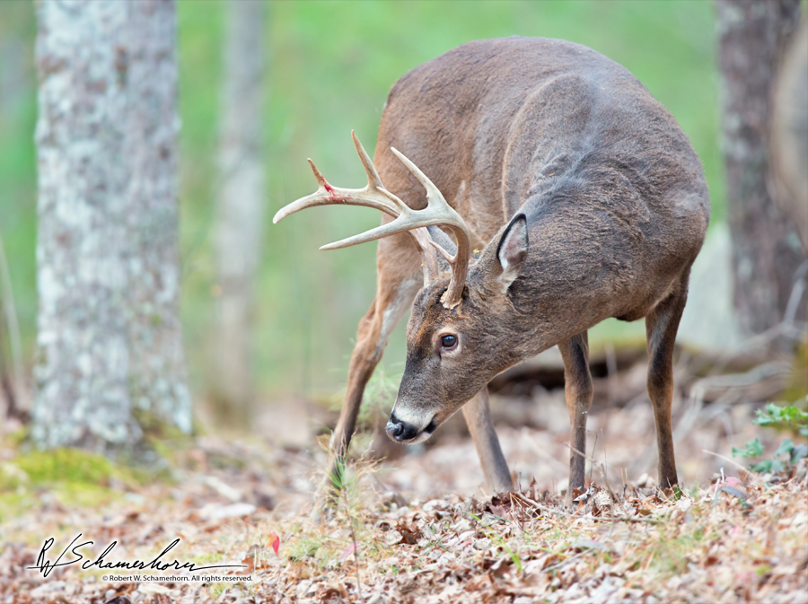 Wildlife Photography Gallery Image