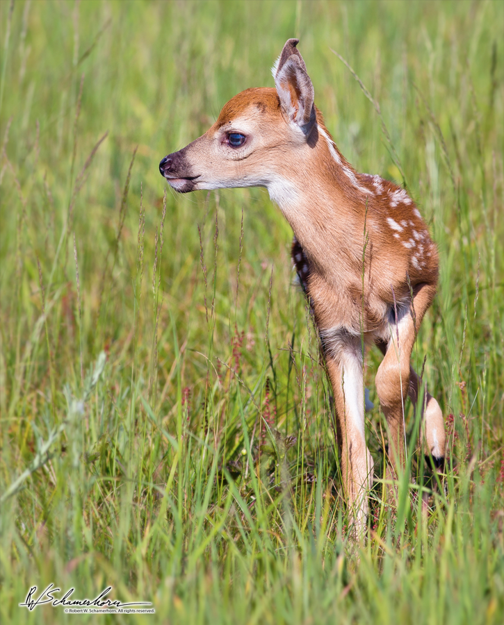 Wildlife Photography Gallery Image