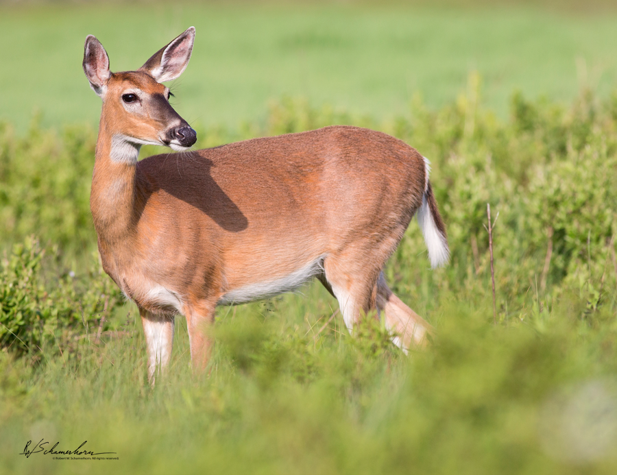 Wildlife Photography Gallery Image