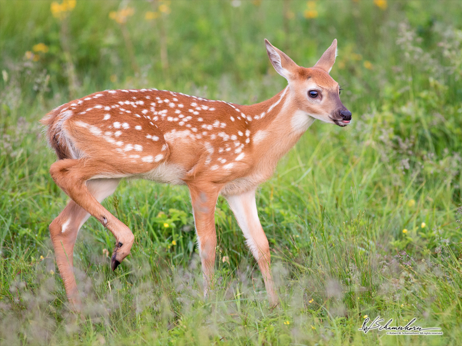 Wildlife Photography Gallery Image