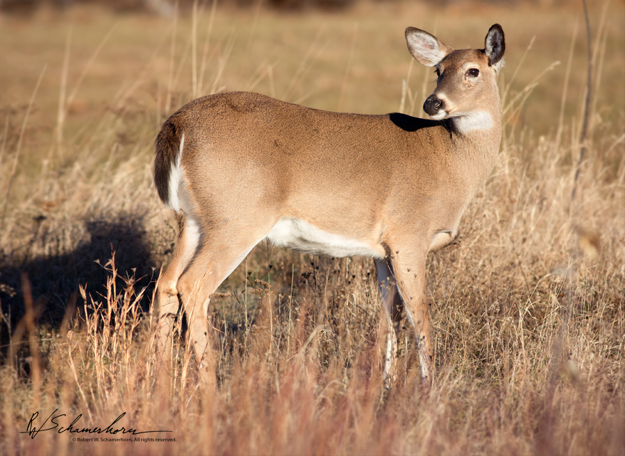 Wildlife Photography Gallery Image