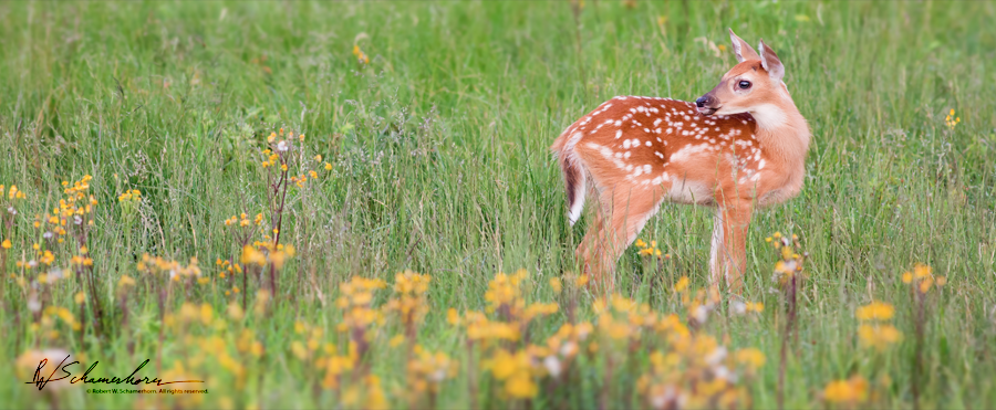 Wildlife Photography Gallery Image