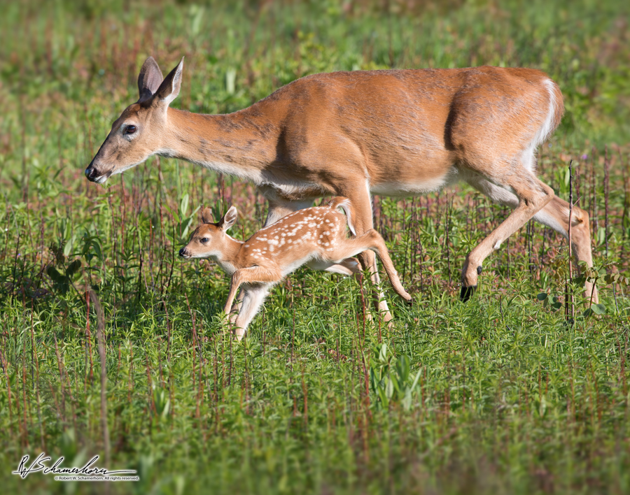 Wildlife Photography Gallery Image