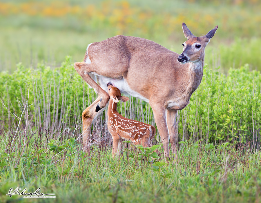 Wildlife Photography Gallery Image