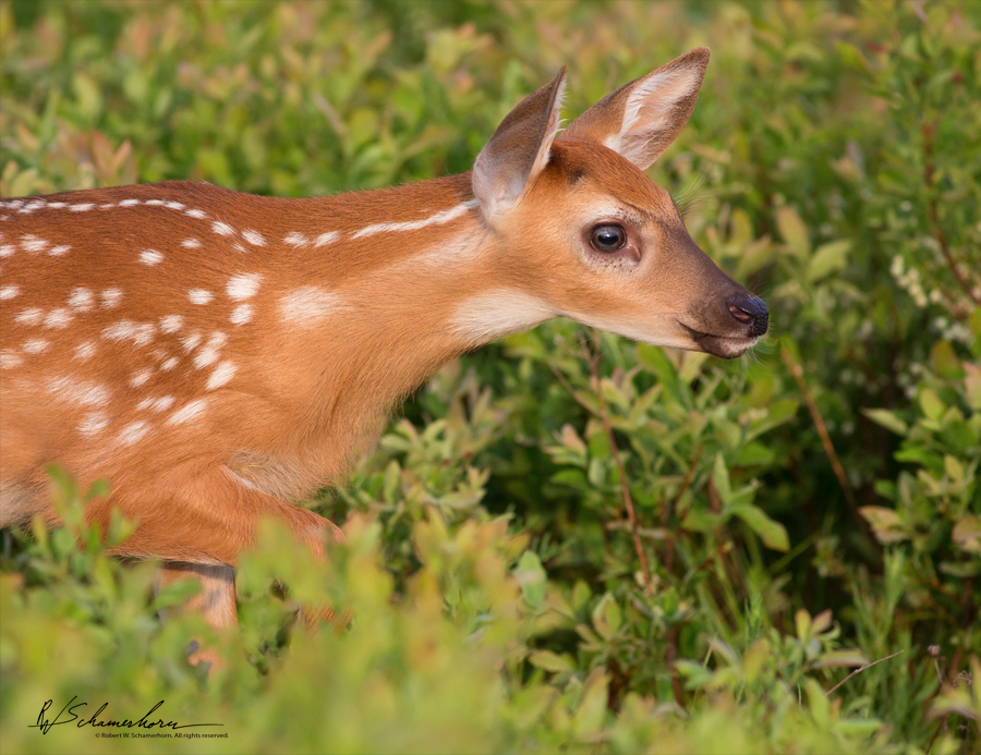 Wildlife Photography Gallery Image