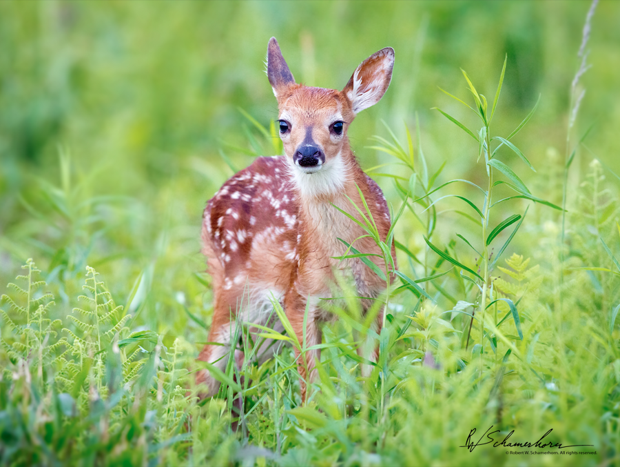 Wildlife Photography Gallery Image