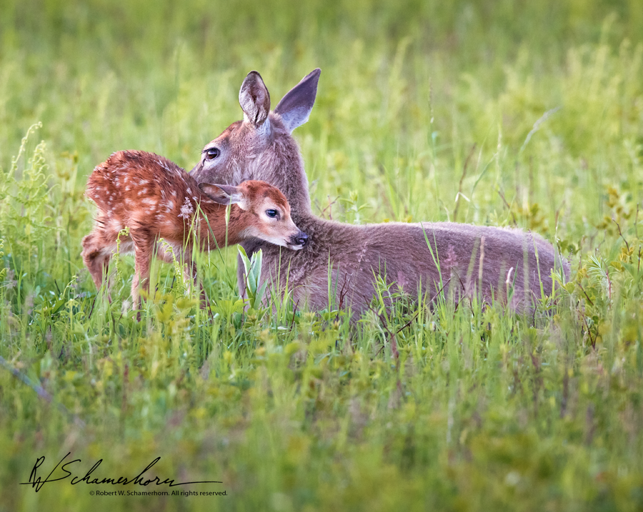 Wildlife Photography Gallery Image