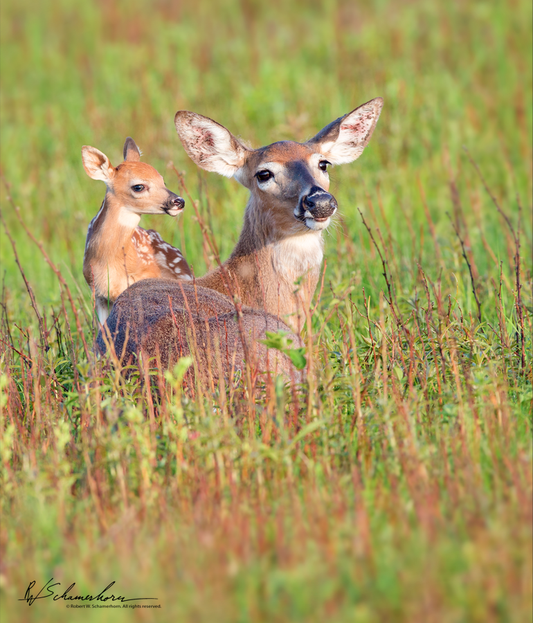 Wildlife Photography Gallery Image