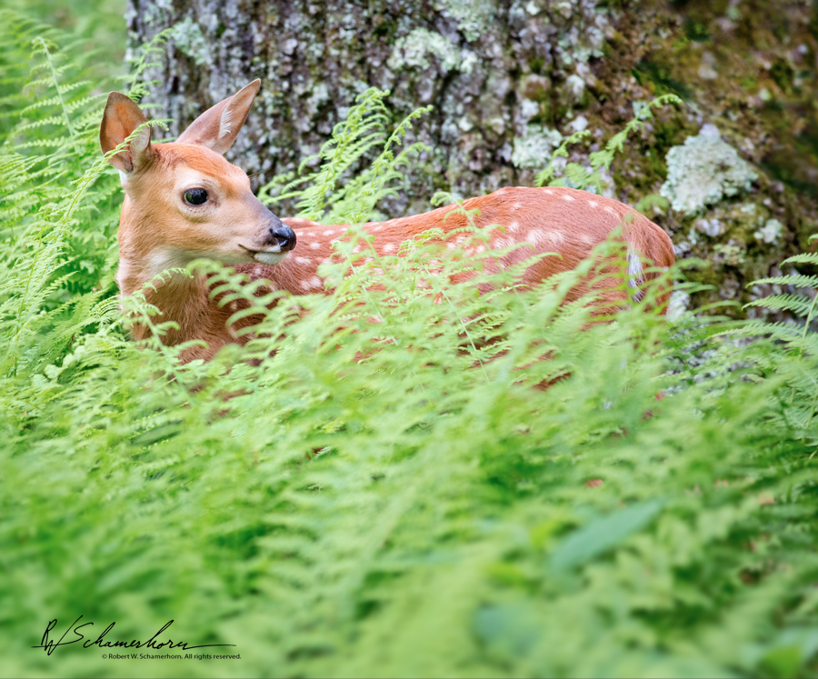 Wildlife Photography Gallery Image