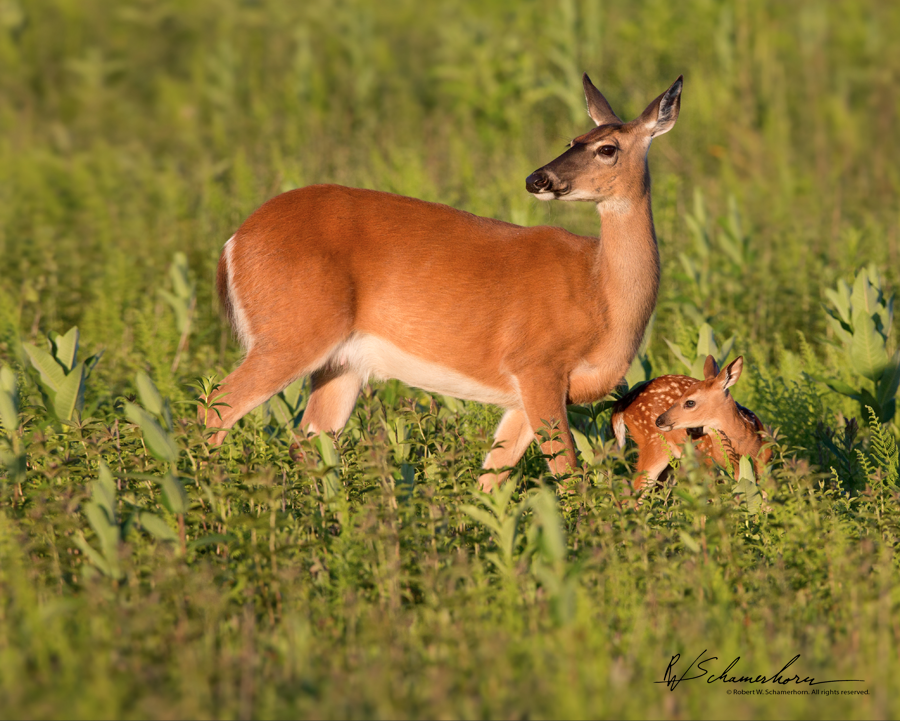 Wildlife Photography Gallery Image