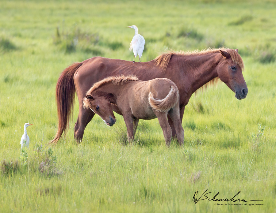 Wildlife Photography Gallery Image