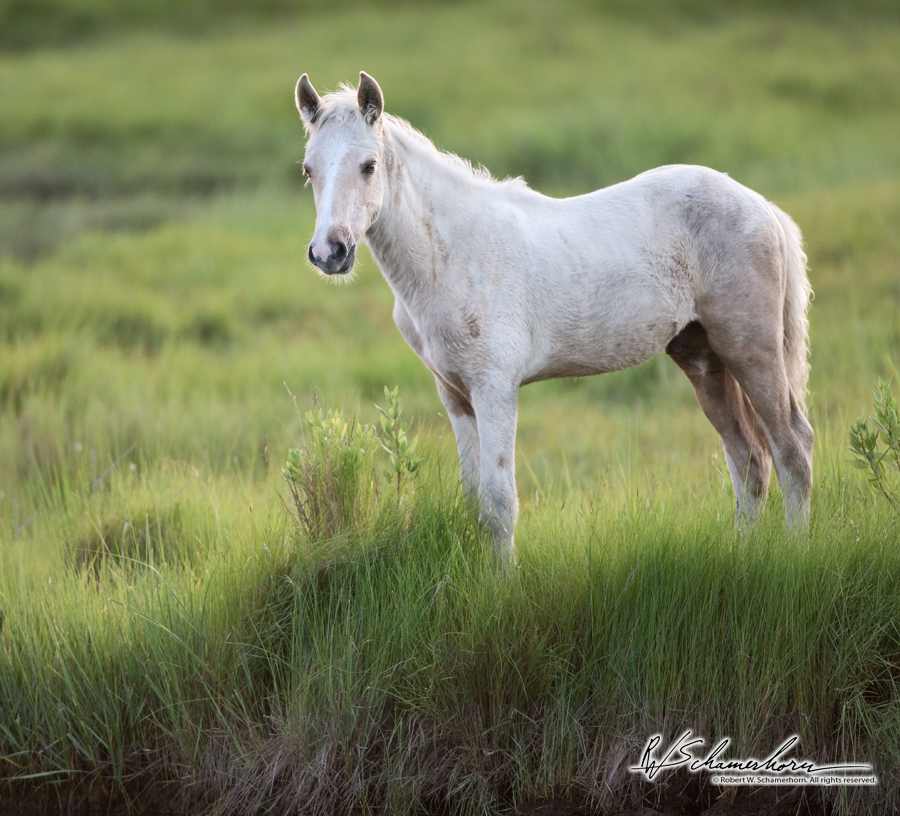 Wildlife Photography Gallery Image