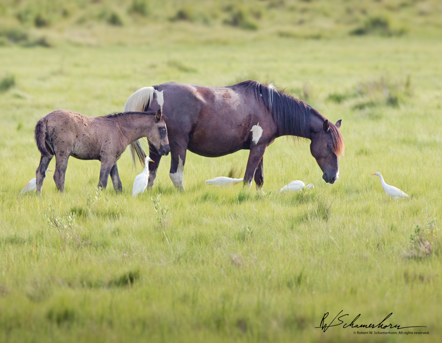 Wildlife Photography Gallery Image