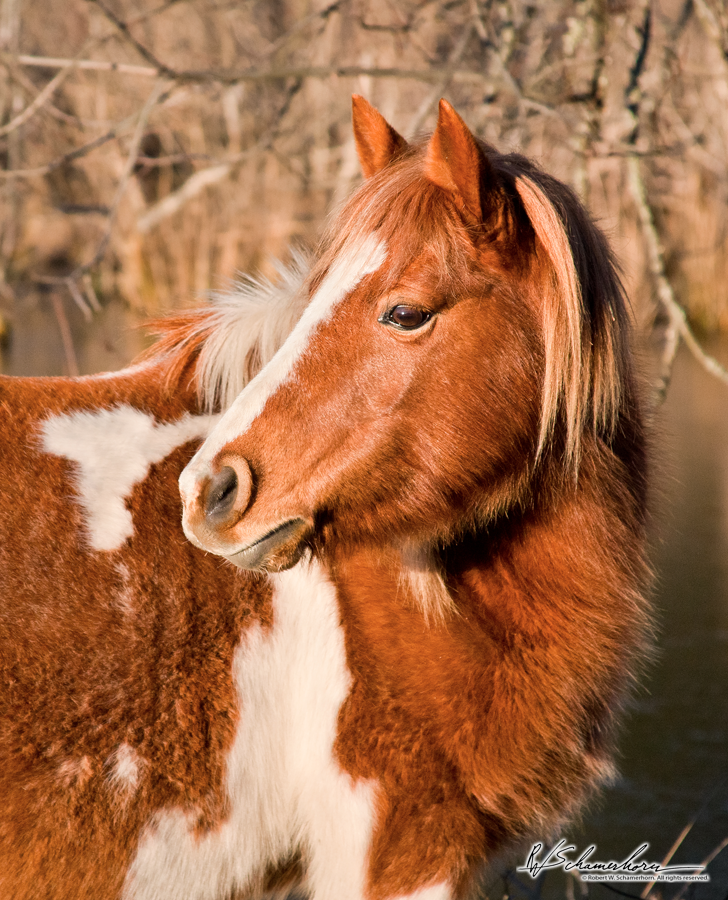 Wildlife Photography Gallery Image