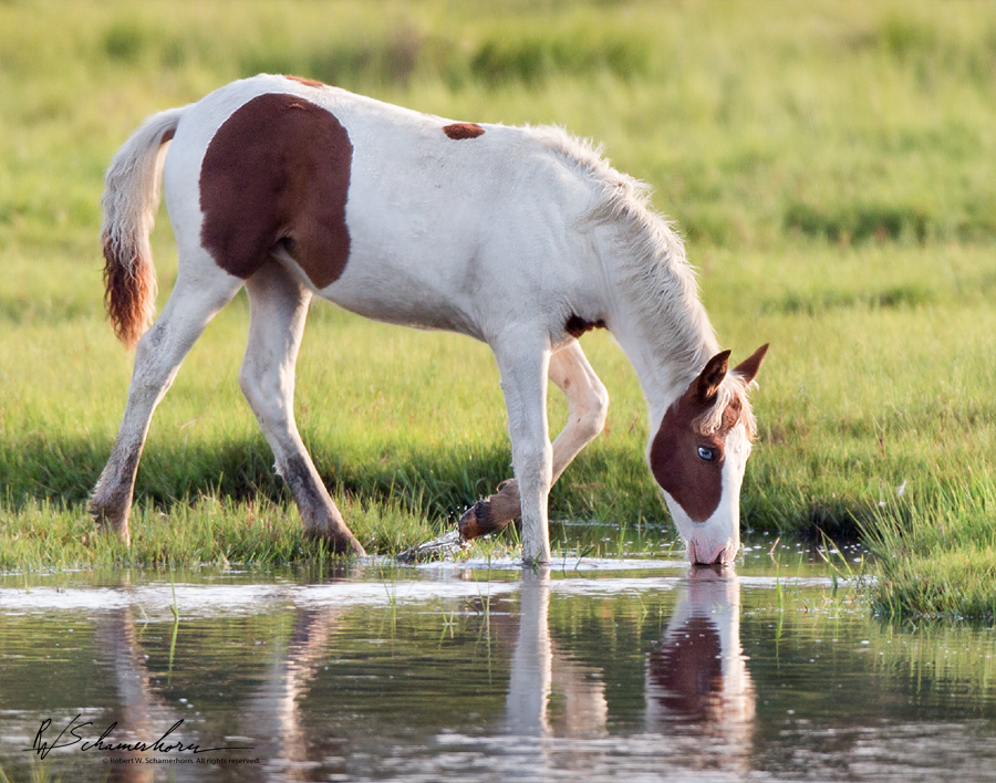 Wildlife Photography Gallery Image