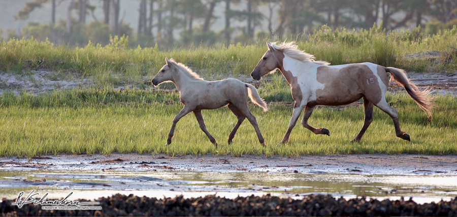 Wildlife Photography Gallery Image