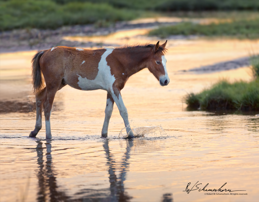 Wildlife Photography Gallery Image